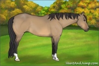 Horse Color:Buckskin Dun 