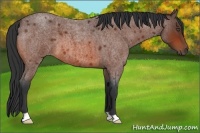 Horse Color:Bay Roan 
