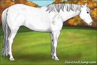 Horse Color:Brown Dun Sabino