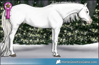 Horse Color:Palomino Appaloosa