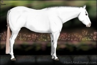 Horse Color:Bay Splash Tobiano Appaloosa  Brindle