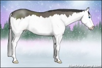Horse Color:Grullo Sabino Splash