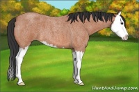 Horse Color:Bay Roan Splash