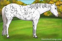 Horse Color:Smoky Blue Roan Appaloosa