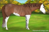 Horse Color:Chestnut Splash Rabicano 