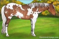 Horse Color:White Spotted Silver Bay Rabicano 