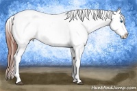 Horse Color:Bay Splash Tobiano Appaloosa Brindle