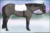 Horse Color:Grullo Splash 