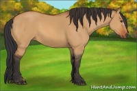Horse Color:Bay Dun