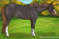 Horse Color:Liver Red Roan 