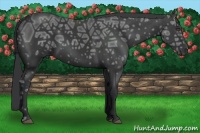 Horse Color:Black Ice Frame 