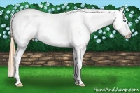 Horse Color:Chestnut Pearl Splash Appaloosa