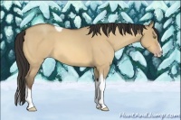 Horse Color:Amber Champagne Roan Dun Splash Tobiano 