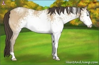 Horse Color:White Spotted Amber Cream Champagne Rabicano 