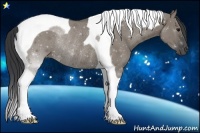 Horse Color:Grullo Tobiano Rabicano 