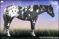 Horse Color:White Spotted Black Blanket 