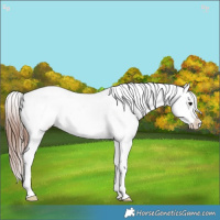 Horse Color:White Spotted Bay Appaloosa 
