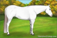Horse Color:White Spotted Brown Splash Frame Appaloosa 