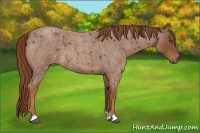 Horse Color:Red Roan 
