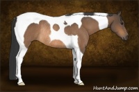 Horse Color:Buckskin Tobiano Rabicano 