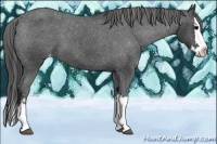 Horse Color:Black Sabino Splash Appaloosa