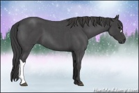 Horse Color:Smoky Blue Roan 