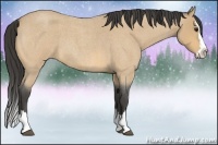 Horse Color:Buckskin Roan Splash 
