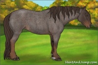 Horse Color:Liver Red Roan 