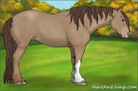 Horse Color:Classic Champagne 