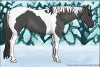 Horse Color:Smoky Blue Roan Tobiano