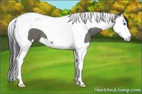 Horse Color:Grullo Roan Splash Tobiano