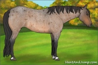 Horse Color:Buckskin Roan 