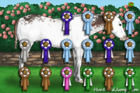 Horse Color:White Spotted Liver Chestnut Splash Rabicano 