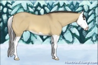 Horse Color:Buckskin Dun Splash 