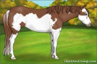 Horse Color:Chestnut Splash Frame