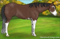 Horse Color:Bay Sabino 