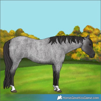 Horse Color:Unknown 