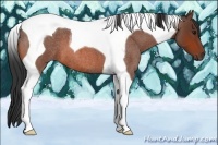Horse Color:Bay Roan Tobiano
