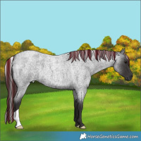 Horse Color:Smoky Blue Roan