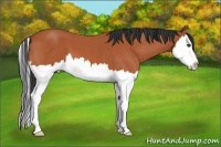 Horse Color:Bay Roan Splash 