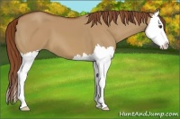 Horse Color:Red Dun Sabino Splash