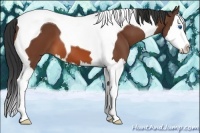 Horse Color:Bay Splash Tobiano