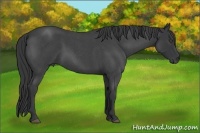 Horse Color:Blue Roan