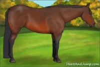 Horse Color:Bay 