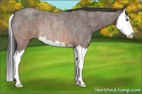 Horse Color:Brown Roan Splash Rabicano 