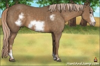 Horse Color:Chocolate Palomino Sabino Frame 