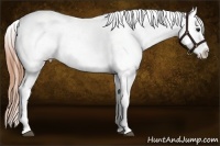 Horse Color:Buckskin Splash Tobiano Blanket 