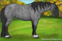 Horse Color:Blue Roan 