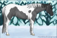 Horse Color:Blue Roan Tobiano