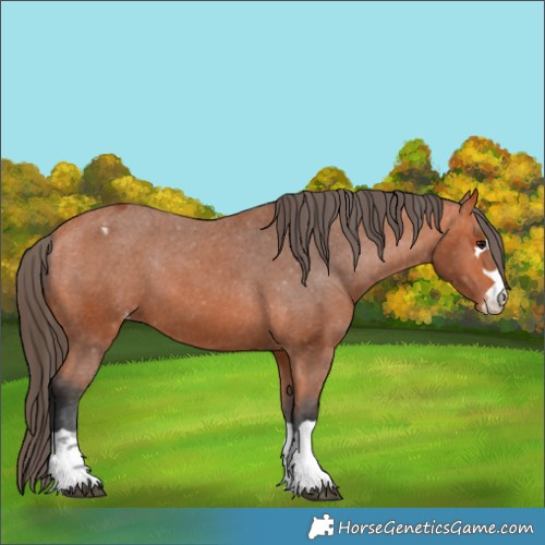 Horse Color:Bay Appaloosa 